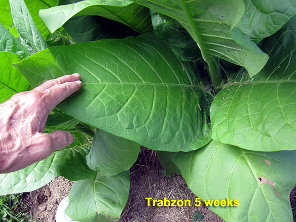 Garden20210624_5794_Trabzon_closeup_600.jpg