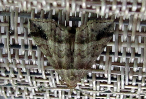 Garden20140526_1181_LawnChairMoth_closeup_500.jpg