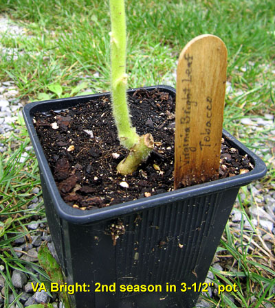 Garden20130714_773_potted2ndSeason_close_400.jpg