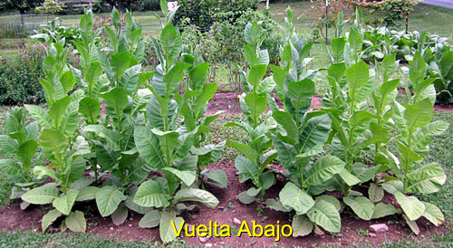Garden20150713_1897_VueltaAbajo_bed_500.jpg