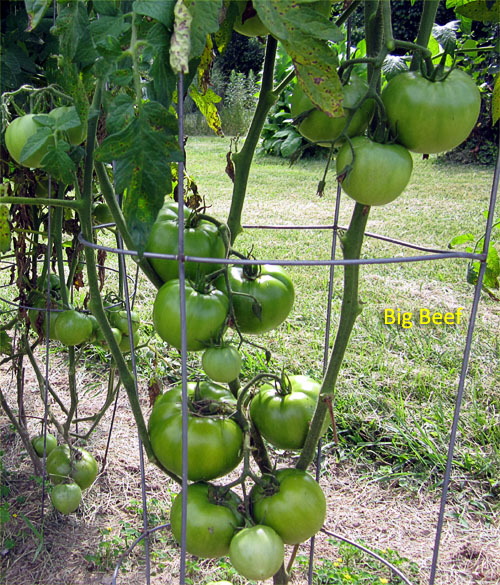 Garden20180715_3659_BigBeefTomato_500.jpg