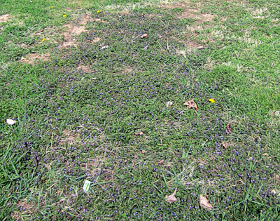 Garden20140413_1141_unweeded_400.jpg