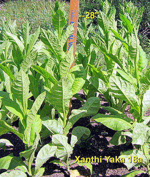 Garden20130628_711_Xanthi_300.jpg