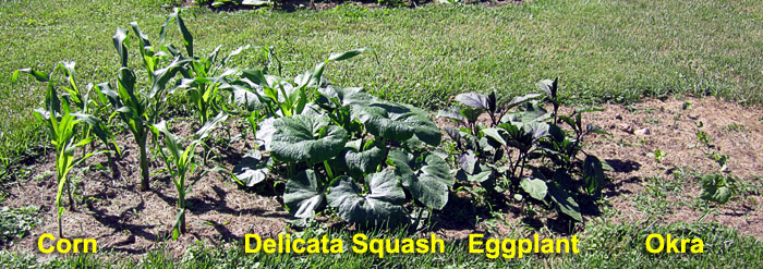 Garden20210617_5770_CornSquashEggplantOkra_700.jpg