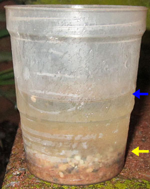 Garden20200519_5117_fertilizer_rainSolubility_1st24hrs_300.jpg