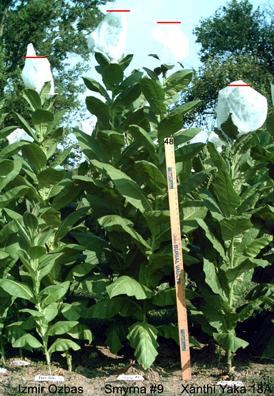 Garden_20110805_05_IzmirOzbas_Smyrna9_XanthiYaka18A_400_tall.jpg