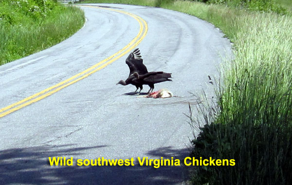 Garden20220519_6356_wildSWVaChickens_600.jpg