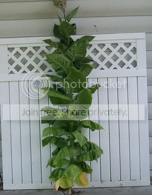 bursacrop-crop.jpg