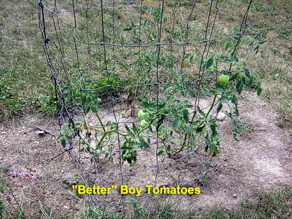 Garden20200728_5292_tomatoBed_600.jpg