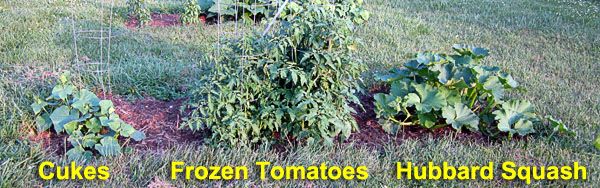 Garden20230624_7050_veggieBed_lower_600.jpg