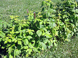Garden20120531_203_HeritageRaspberry_300.jpg