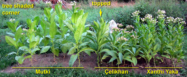 Garden20130723_835_OrientalBed_600.jpg