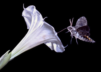 Tobacco_moth_datura_flower_02b_4webHedgcock.jpg