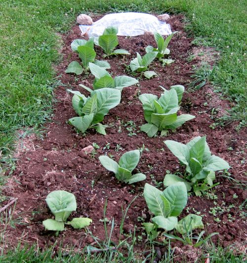 Garden20250607_7578_tobaccoBed_a_500.jpg