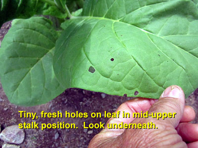 Garden20140624_1254_pestFest_tinyHoles_400.jpg