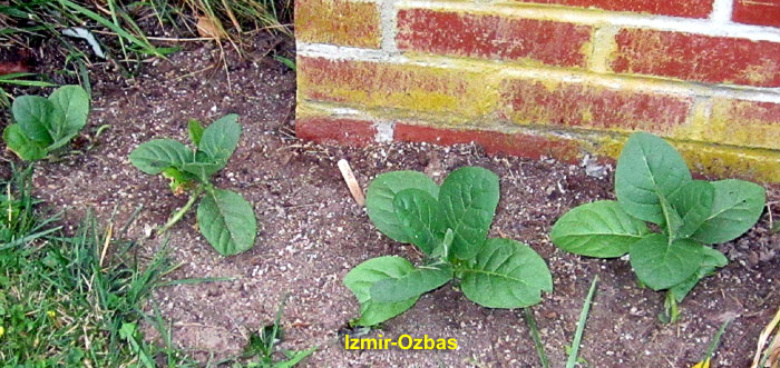 Garden20260618_7782_IzmirOzbas_porchCorner_da17_700.jpg