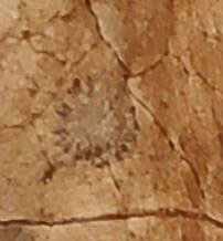 coffeeStain_curedLeaf.JPG