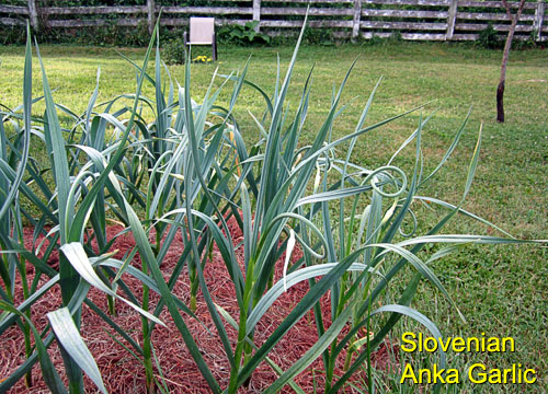 Garden20170612_2708_ankaGarlic_500.jpg