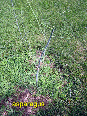 Garden20150618_1836_asparagus_stripped_300.jpg