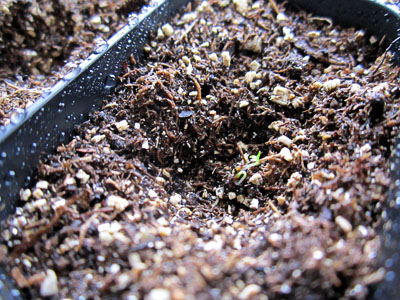 Garden20130307_575_germination_2radiclesInDimple_400.jpg