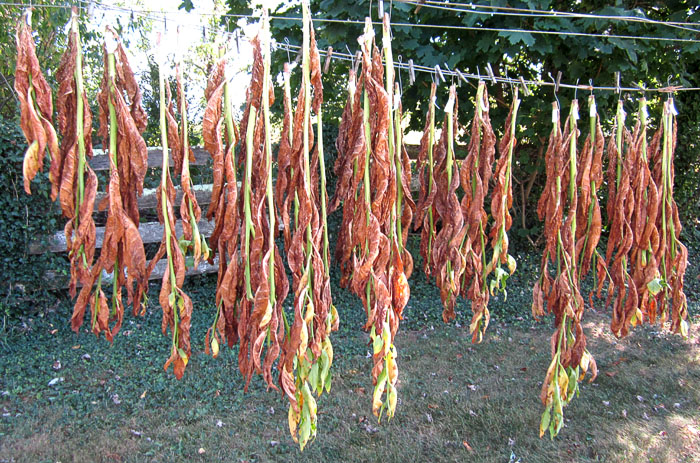 Garden20190903_4714_TrabzonNearlySunCured_700.jpg