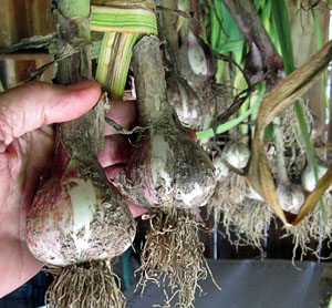 Garden20120531_198_IncheliumRed_300.jpg
