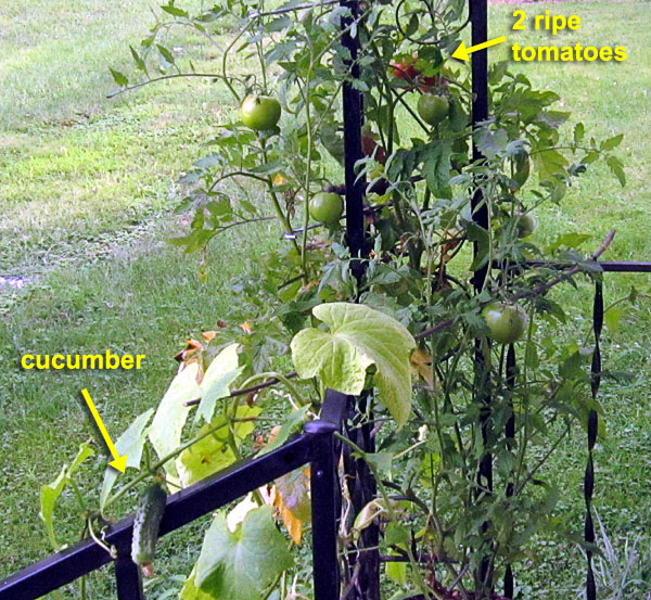 Garden20230804_7224_porchSalad_600.jpg