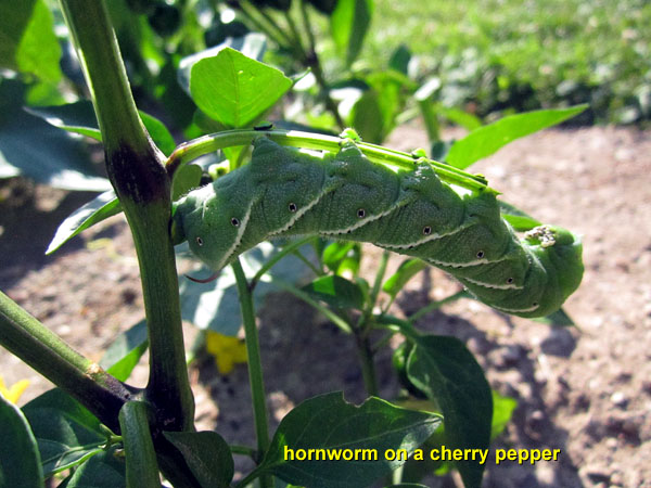 Garden20140707_1318_hornworm_on_pepper_600.jpg