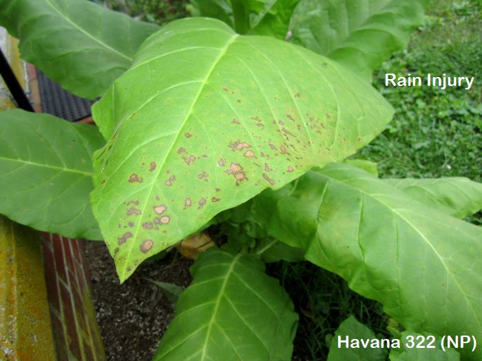 Garden20250904_7662_Havana322_porchCorner_rainDamage_700.jpg