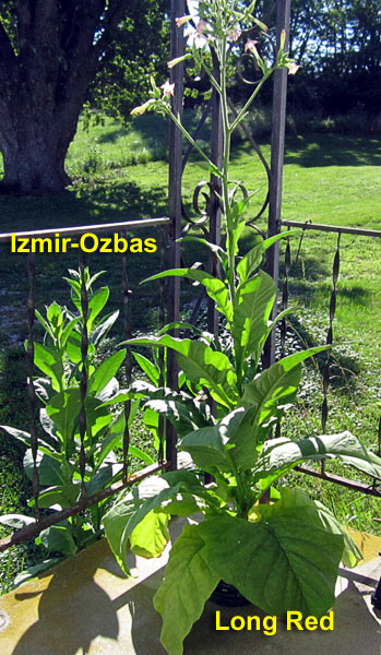 Garden20260731_7826_LongRed_IzmirOzbas_porch_600v.jpg