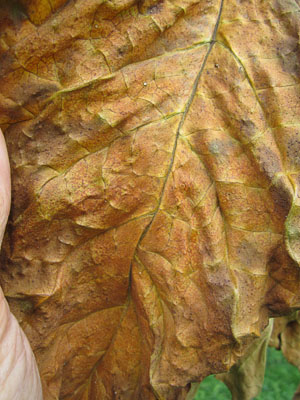 Garden20140915_1542_VABright_topLeaf_cured3_300.jpg