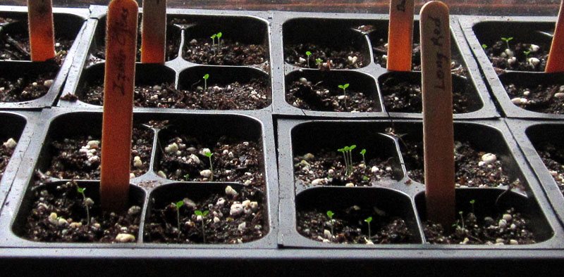 Garden20260327_7738_trayOnHeatMat_CloseUp_800.jpg