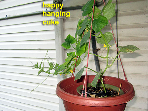 Garden20200715_5254_hangingCuke_500.jpg