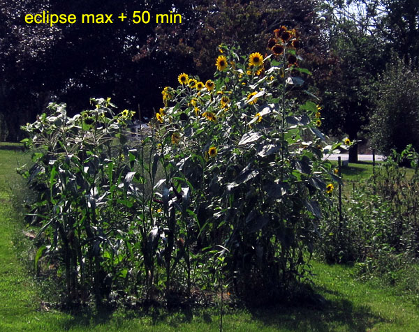 Garden20170821_3005_eclipse_flowers_max50_600.jpg