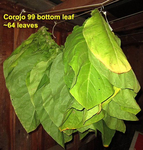 Garden20210721_5894_Corojo99_1stPriming_500.jpg