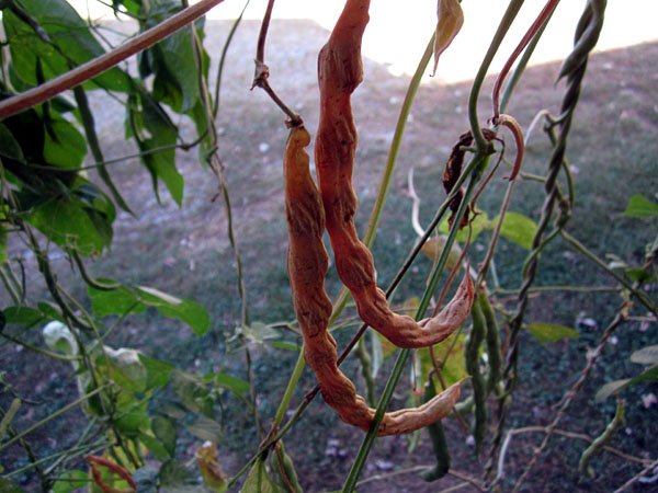 Garden20171001_3156_cornfieldBeans_dryingOnVine_600.jpg