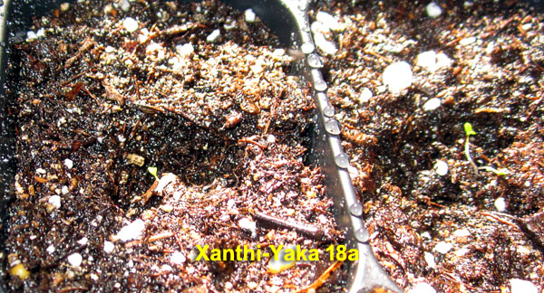 Garden20230307_6884_XanthiYaka18a_1020trayCloseUp_600.jpg