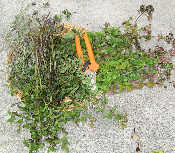 Garden20190912_4747_LatakiaTrial_ClippedHerbs_700.jpg