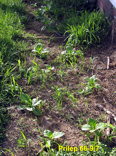Garden20220529_6365_Prilep66_9_7_bed_400.jpg