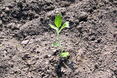 Garden20140514_1159_VueltaAbajo_24hrs_400.jpg
