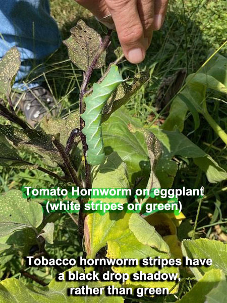 Garden20210804_8045_DPG_Hornworm_600v.jpg