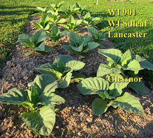 Garden20120527_192_Glessnor_Lancaster_WISdlf_WI901_300.jpg