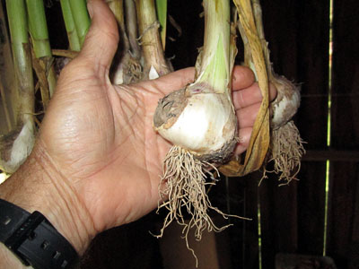 Garden20140609_1211_BroadleafCzechGarlic_closeup_400.jpg