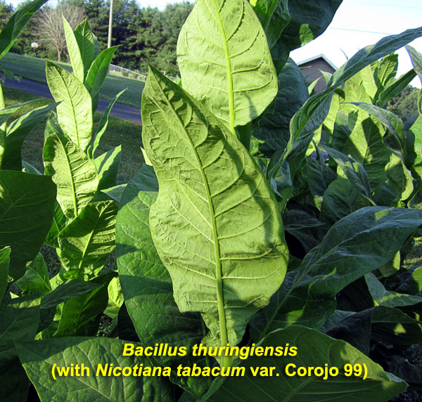 Garden20210715_5853_Corojo99_underside_600.jpg