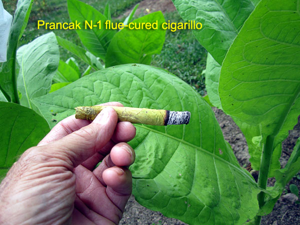 Garden20170726_2904_PrancakN1_cigar_600.jpg