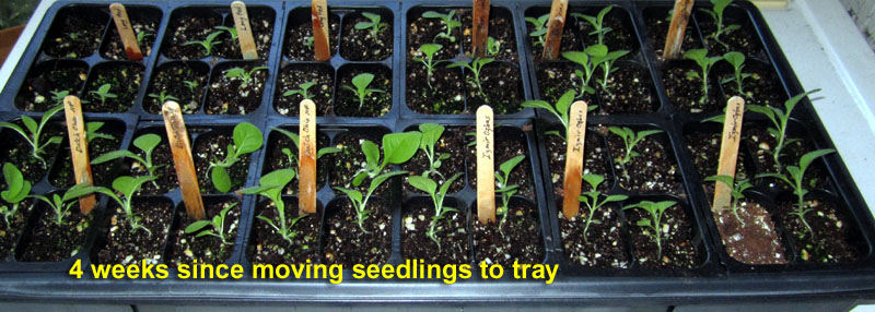 Garden20260417_7742_1020tray_4weeks_800.jpg