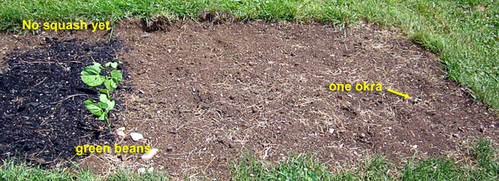 Garden20260618_7777_veggieBed_700.jpg