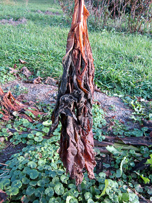 Garden20131106_1023_suckers_10da_a_300.jpg