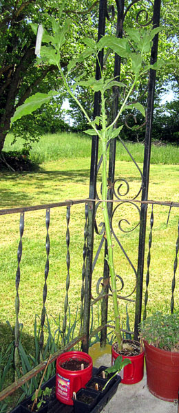 Garden20210521_5709_Ainaro_1yo_potted_600v.jpg