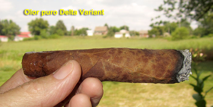 Garden20210730_5936_cigar_Olor_deltaVariant_700.jpg